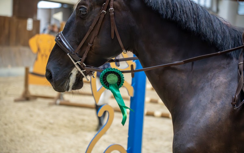 DSC00149-Enhanced-NR